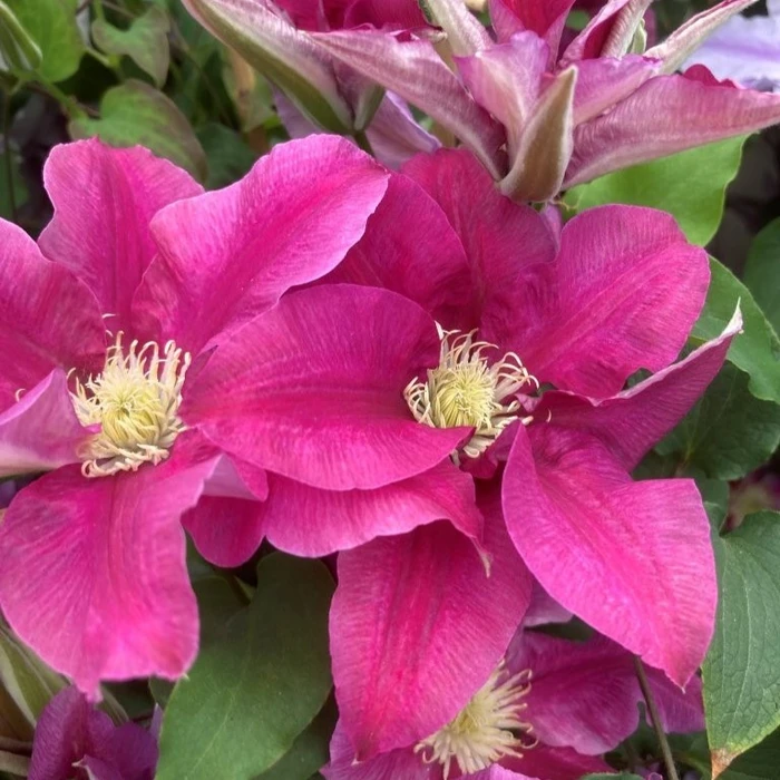 Clematis Raymond Evison Queens Nurse 3L - image 3