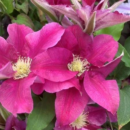 Clematis Raymond Evison Queens Nurse 3L - image 3