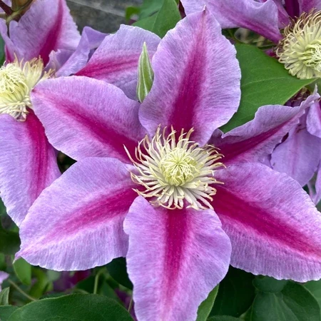 Clematis Raymond Evison Queens Nurse 3L - image 2