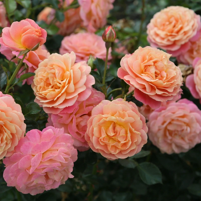 Climbing Roses