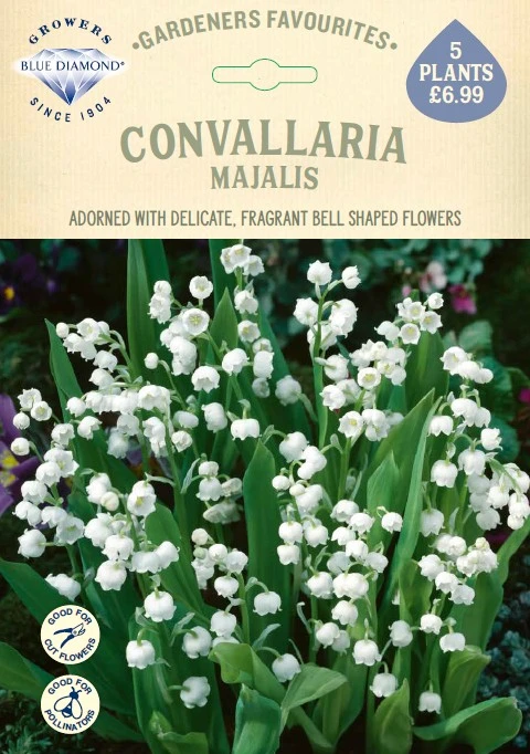 Convallaria Majalis - image 1