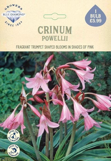 Crinum x Powellii