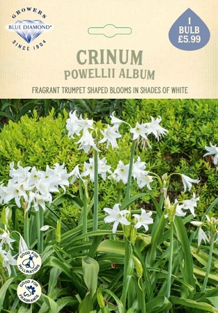 Crinum x Powellii Album