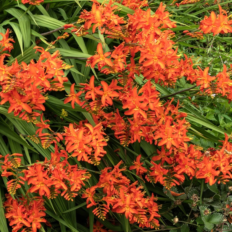 Crocosmia