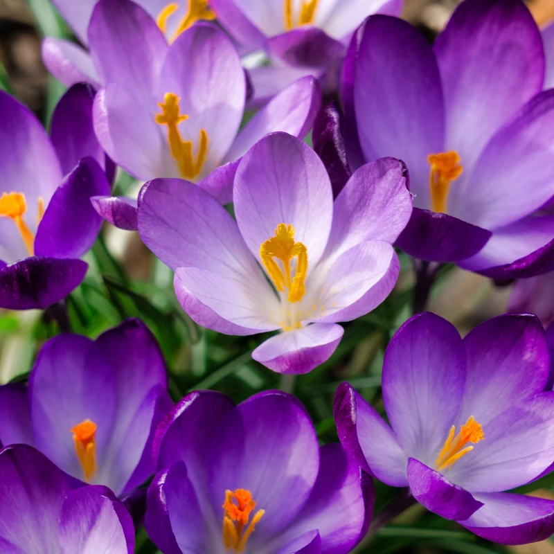 Crocus