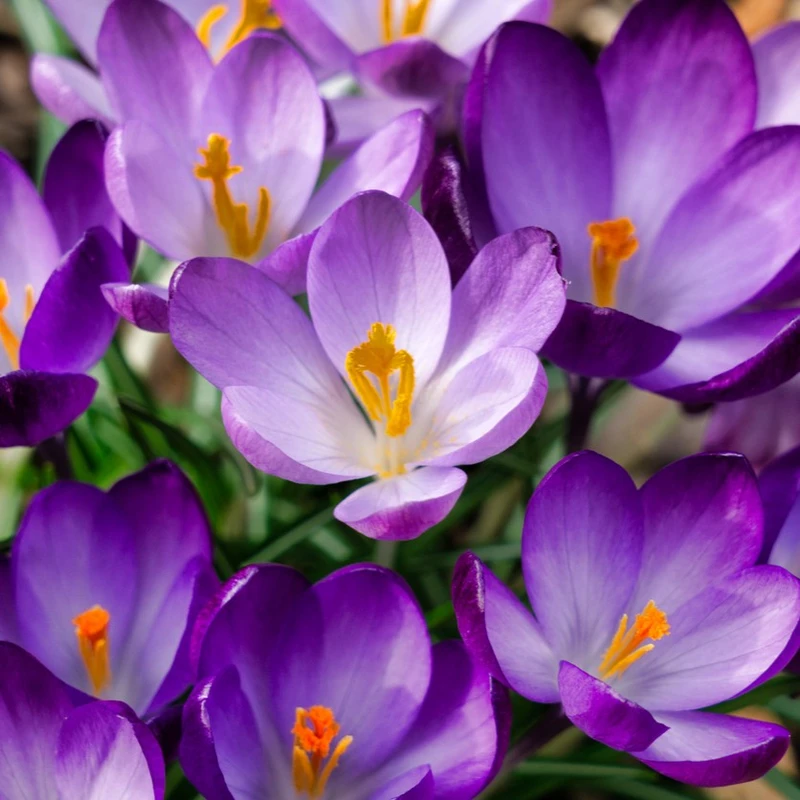 Crocus