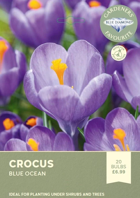 Crocus Blue Ocean