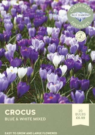 Crocus Blue White Mixed