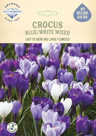 Crocus Blue+White Mixed