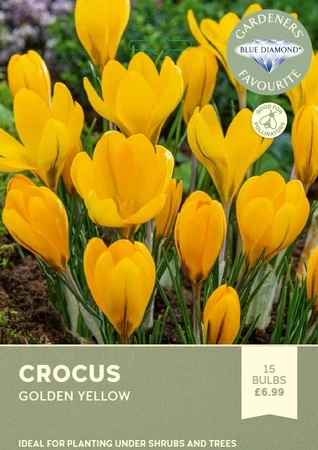 Crocus Golden Yellow