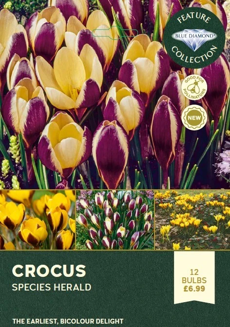 Crocus Herald