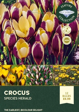Crocus Herald