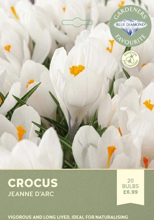 Crocus Jeanne dArc
