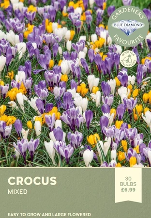 Crocus Mixed
