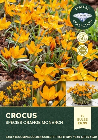 Crocus Orange Monarch