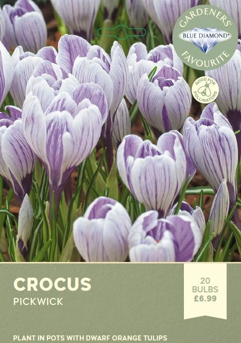 Crocus Pickwick