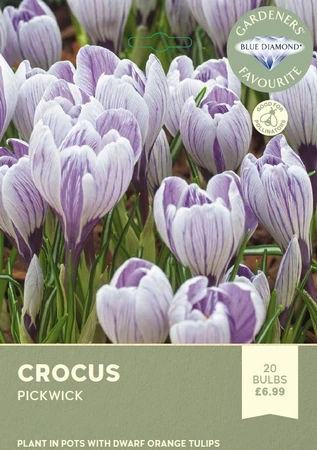 Crocus Pickwick