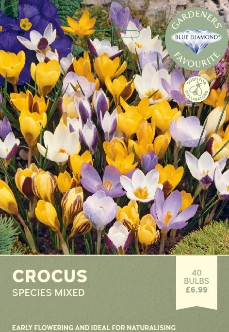 Crocus Species Mixed