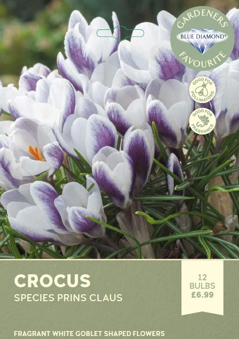 Crocus Species Prins Claus