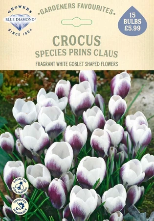 Crocus Species Prins Claus GF - image 1