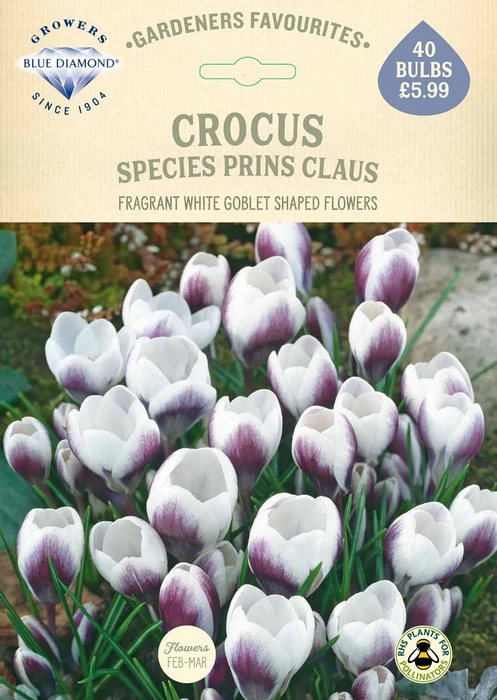 Crocus Species Prins Claus GF - image 2