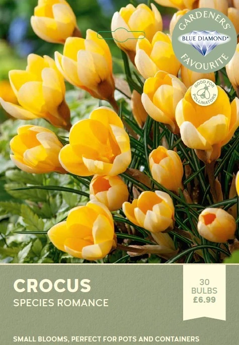 Crocus Species Romance
