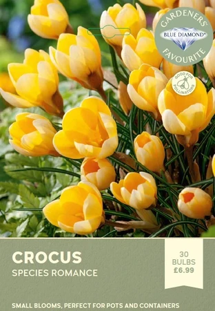 Crocus Species Romance