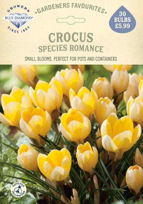 Crocus Species Romance GF - image 1