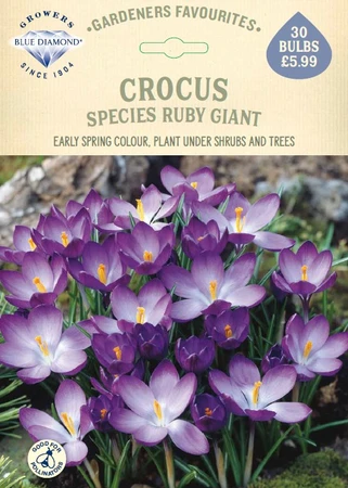 Crocus Species Ruby Giant GF - image 1