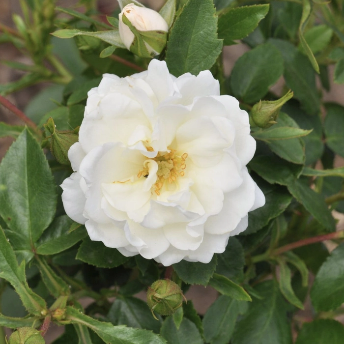 Crystal Mella SHR 4.5L