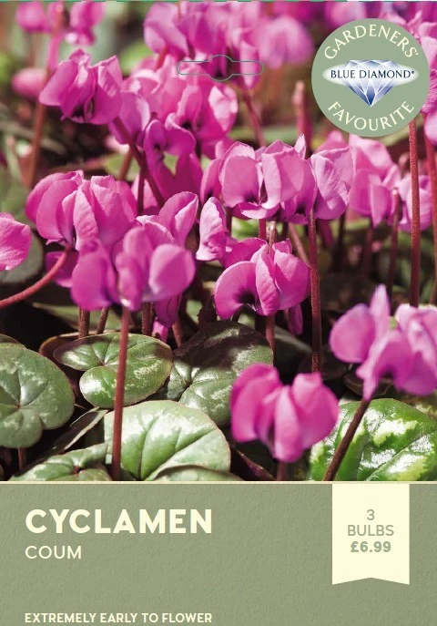 Cyclamen Coum