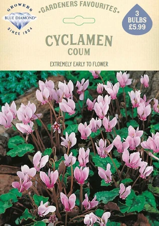 Cyclamen Coum GF