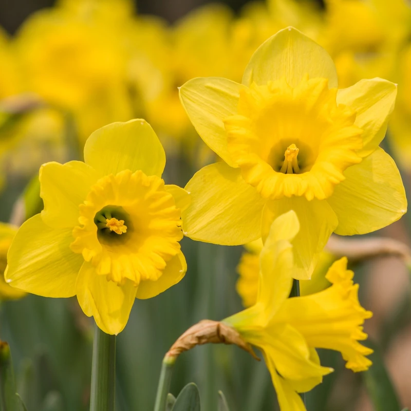 Daffodil