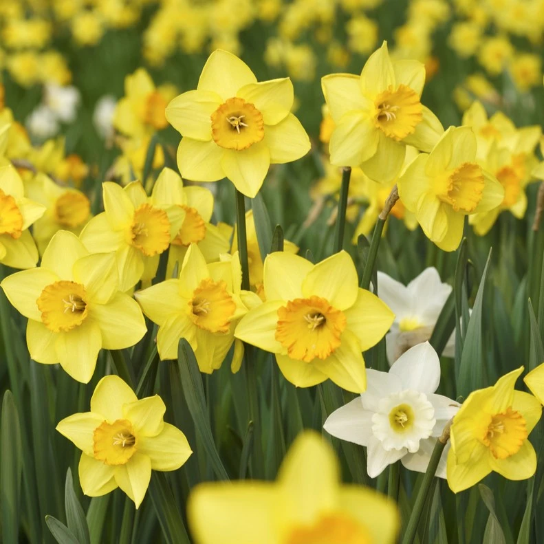 Daffodils