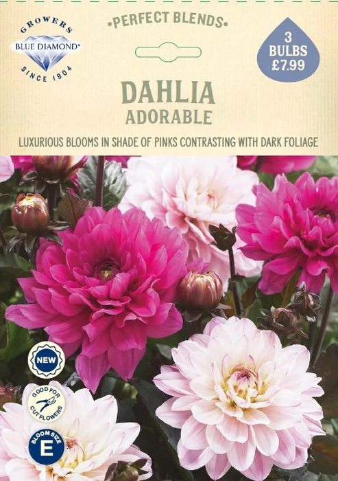 Dahlia Adorable