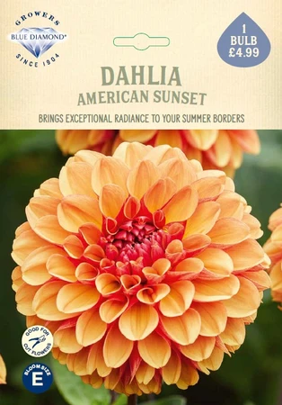Dahlia American Sunset
