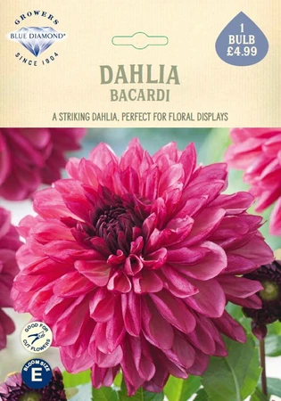 Dahlia Bacardi