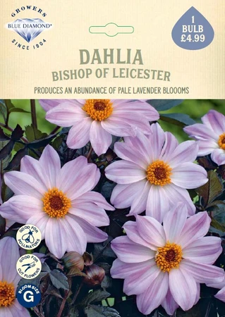 Dahlia Bishop of Leicester