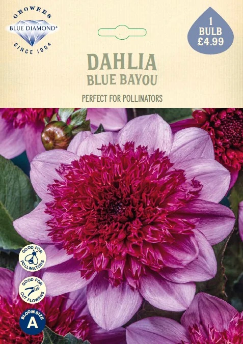 Dahlia Blue Bayou