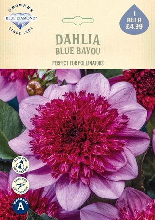 Dahlia Blue Bayou