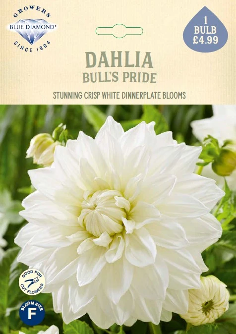 Dahlia Bulls pride