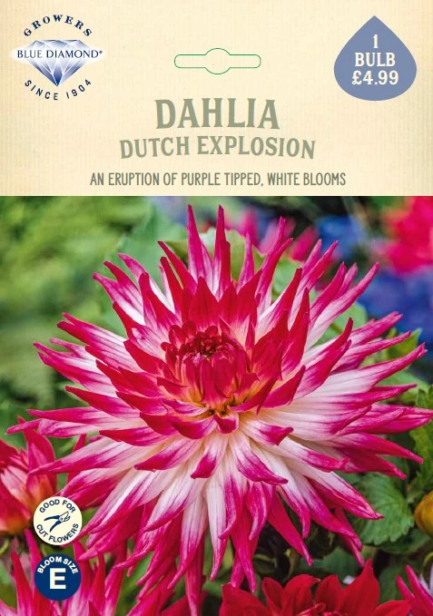 Dahlia Dutch Explosion