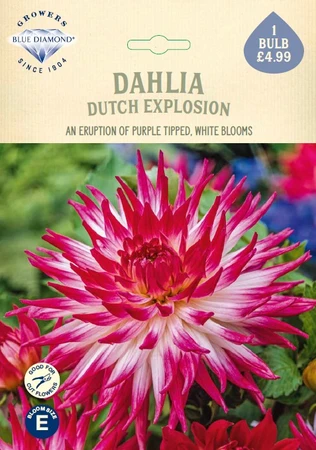 Dahlia Dutch Explosion