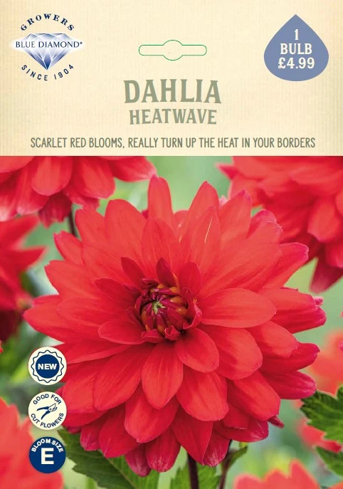 Dahlia Heatwave