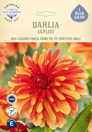 Dahlia Japlou
