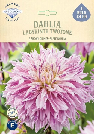 Dahlia Labyrinth Twotone