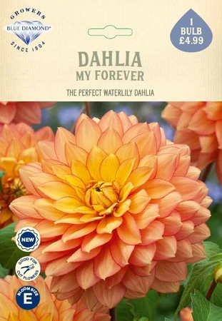 Dahlia My Forever