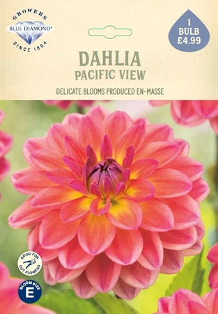 Dahlia Pacific View