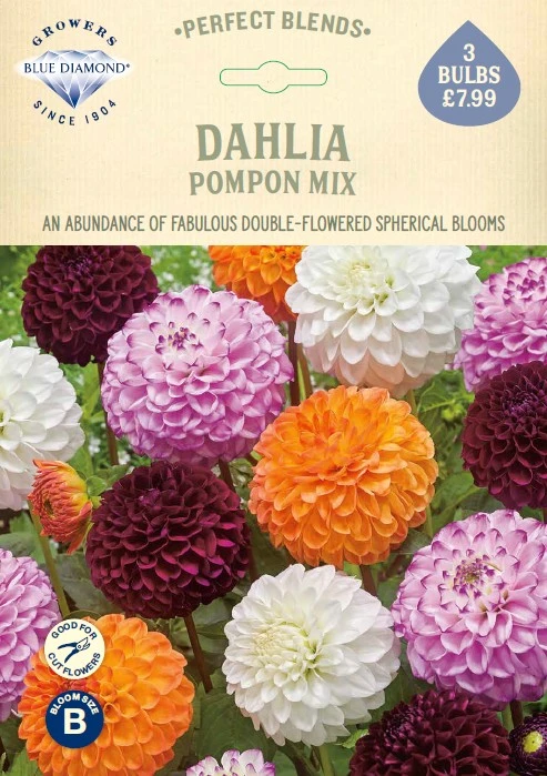 Dahlia Pompon Mix