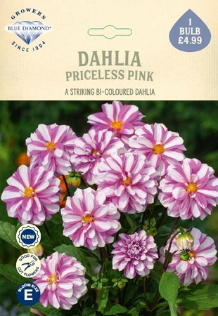 Dahlia Priceless Pink
